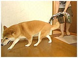 ここ きょうのわんこ 写真3