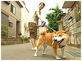 ここ きょうのわんこ 写真4