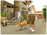 ここ きょうのわんこ 写真5