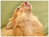 恋（れん） きょうのわんこ 写真3