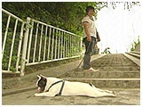 ほたる きょうのわんこ 写真3