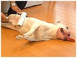 ほたる きょうのわんこ 写真5