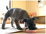 ラム きょうのわんこ 写真3