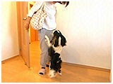 うた きょうのわんこ 写真4