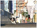 うた きょうのわんこ 写真5
