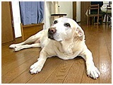 ハル きょうのわんこ 写真2