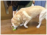 ハル きょうのわんこ 写真3