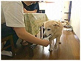 ハル きょうのわんこ 写真4
