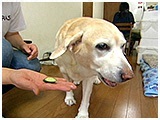 ハル きょうのわんこ 写真5