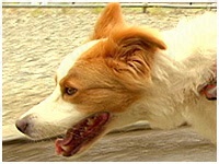 ラン きょうのわんこ 写真1