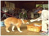 ラン きょうのわんこ 写真3