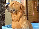 とむ きょうのわんこ 写真4