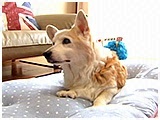 アビー きょうのわんこ 写真2
