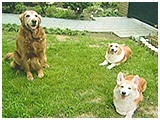 アビー きょうのわんこ 写真3