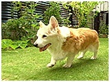 アビー きょうのわんこ 写真4