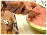 アビー きょうのわんこ 写真5
