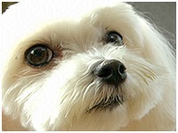 はな きょうのわんこ 写真1