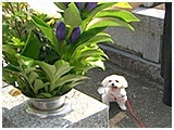 はな きょうのわんこ 写真4