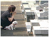 はな きょうのわんこ 写真5