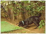 ゴロ きょうのわんこ 写真4