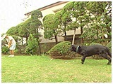 ゴロ きょうのわんこ 写真5
