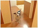 龍馬 きょうのわんこ 写真5