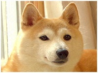 ゆゆこ きょうのわんこ 写真1