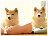 ゆゆこ きょうのわんこ 写真2