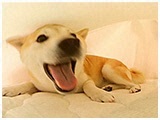 ゆゆこ きょうのわんこ 写真3
