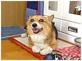 ラブ きょうのわんこ 写真2