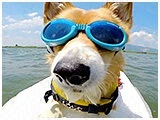 ラブ きょうのわんこ 写真4
