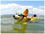 ラブ きょうのわんこ 写真5