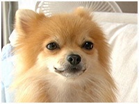 ナッツ きょうのわんこ 写真1