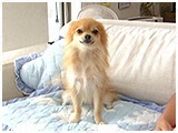 ナッツ きょうのわんこ 写真2