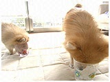 ナッツ きょうのわんこ 写真5