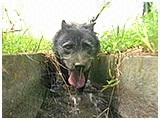 くろ きょうのわんこ 写真3