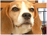 タンク きょうのわんこ 写真1