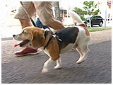 タンク きょうのわんこ 写真4