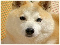 チップ きょうのわんこ 写真1