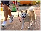 チップ きょうのわんこ 写真3