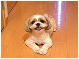 ひなこ きょうのわんこ 写真2
