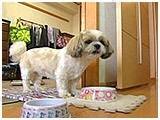 ひなこ きょうのわんこ 写真5