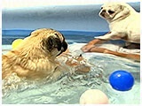 ダイナ きょうのわんこ 写真5
