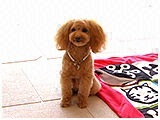 メープル きょうのわんこ 写真2