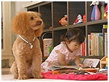 メープル きょうのわんこ 写真3