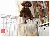 さくら きょうのわんこ 写真4