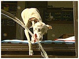 RUN きょうのわんこ 写真4
