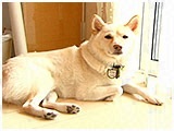 弁慶 きょうのわんこ 写真2