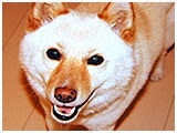 弁慶 きょうのわんこ 写真3