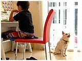 弁慶 きょうのわんこ 写真4